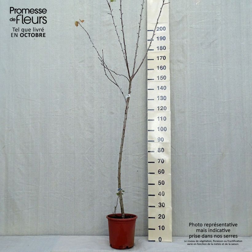 Spécimen de Pommier Golden Delicious Pot de 7,5L/10L, Demi-Tige tel que livré en automne