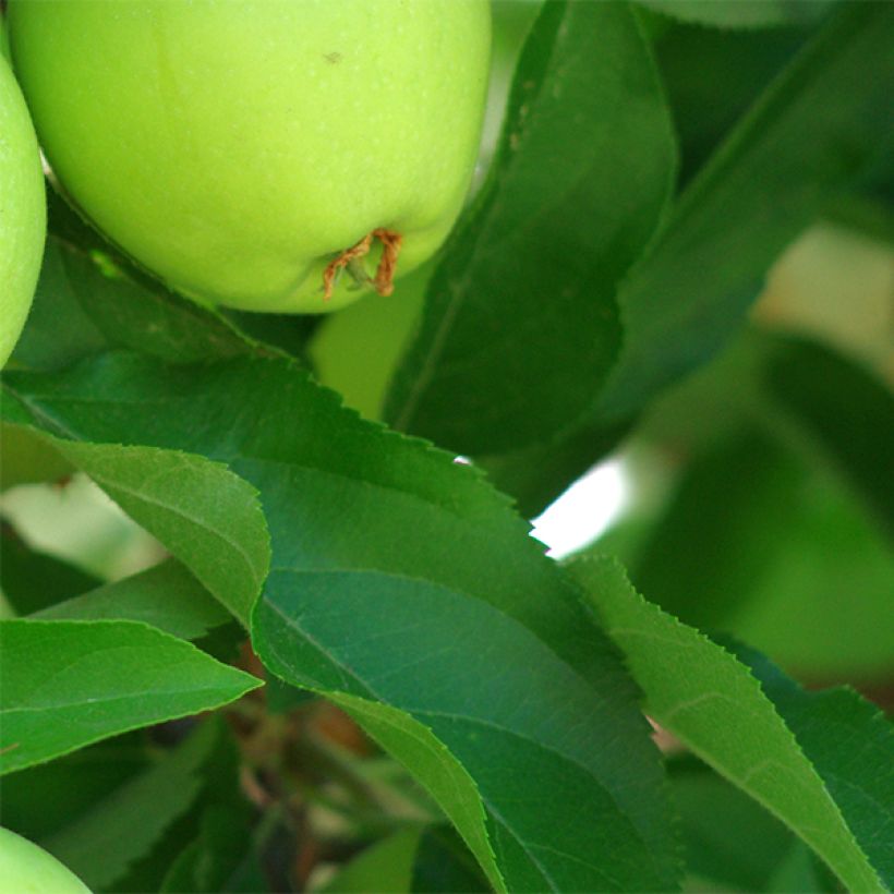 Pommier Granny Smith (Feuillage)