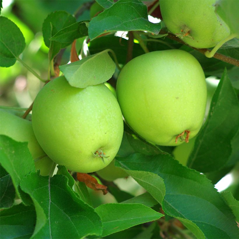 Pommier Granny Smith (Récolte)