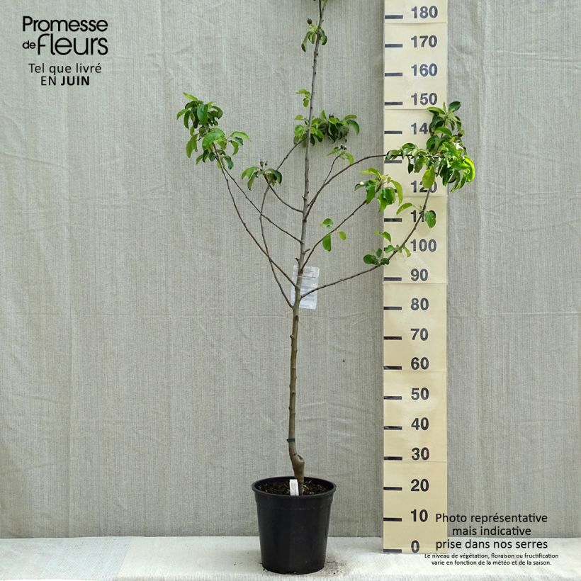Spécimen de Pommier Granny Smith Pot de 7,5L/10L tel que livré au printemps
