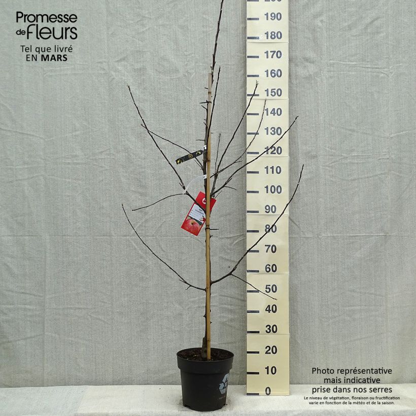 Spécimen de Pommier Gravenstein Pot de 7,5L/10L tel que livré au printemps