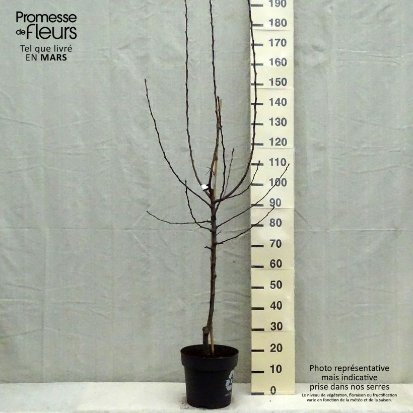 Spécimen de Pommier James Grieve Pot de 7,5L/10L tel que livré au printemps