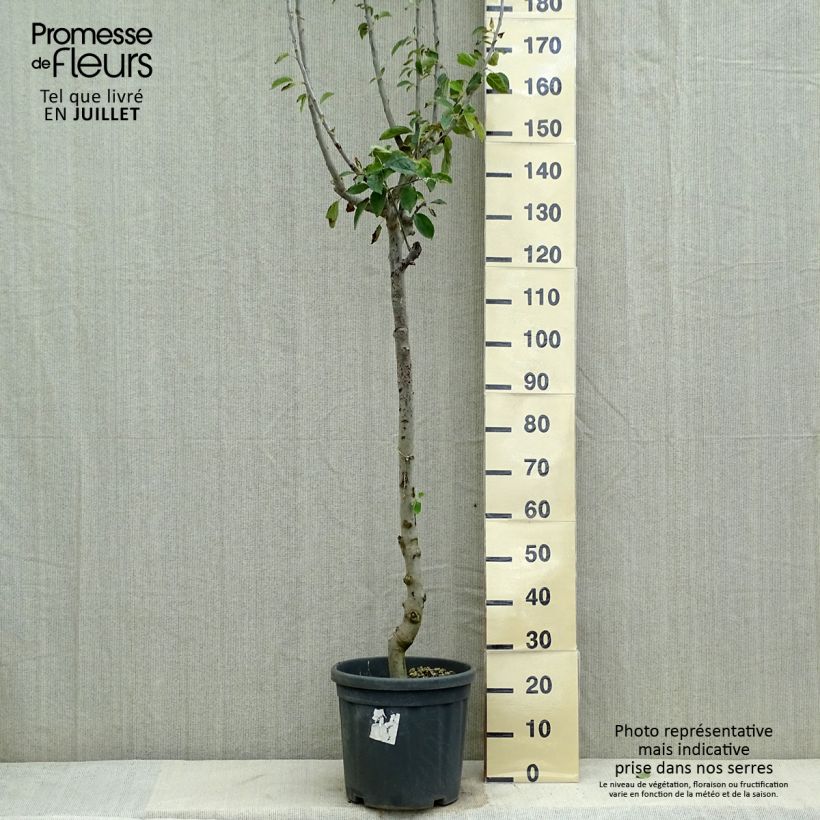 Spécimen de Pommier Jonagold Pot de 7,5L/10L, Demi-Tige tel que livré en été