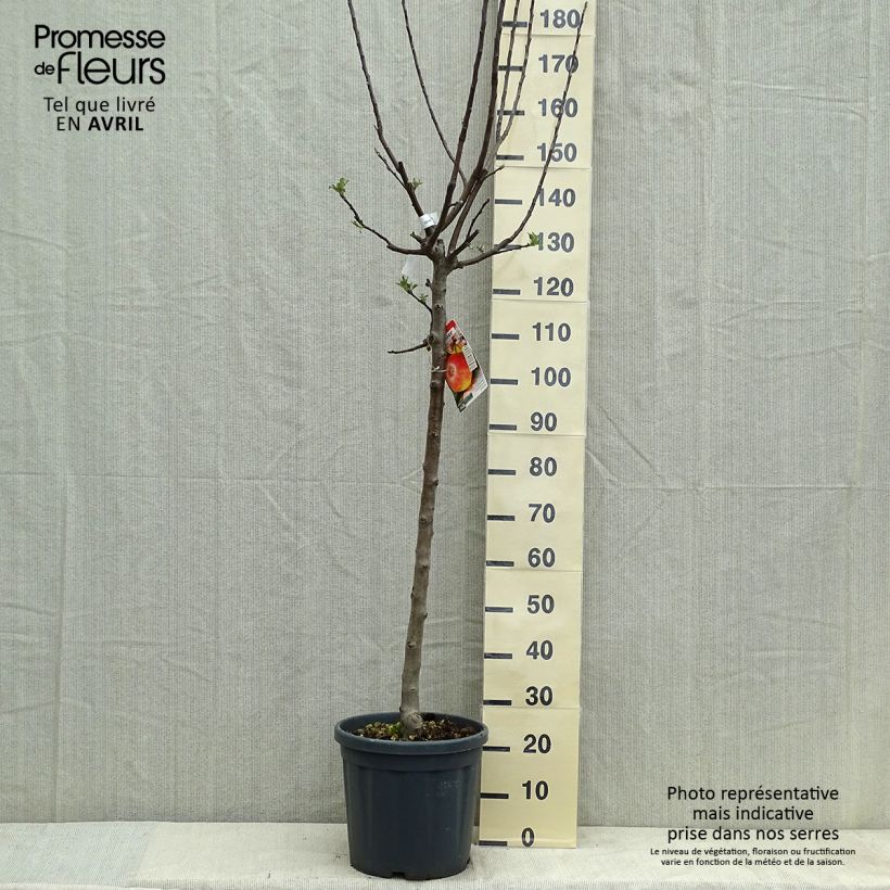 Spécimen de Pommier Jonagold - Demi-tige en pot de 7.5L/10L tel que livré au printemps