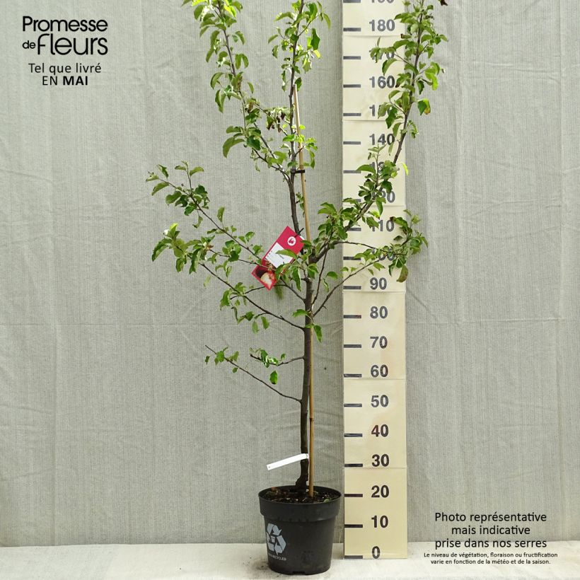 Spécimen de Pommier Jonagold - Gobelet en pot de 7,5L tel que livré au printemps