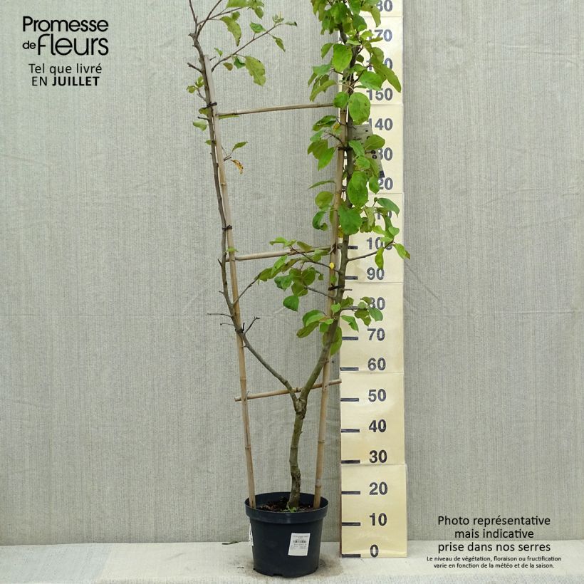 Spécimen de Pommier Jonagold - Palmette simple U tel que livré en été