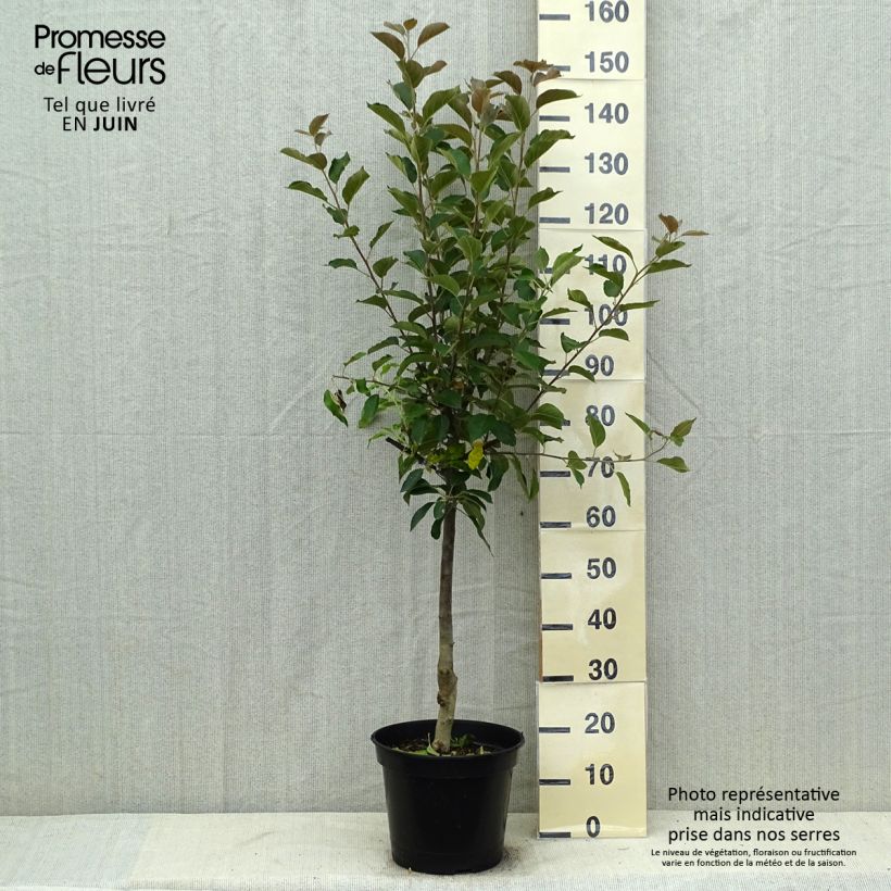 Spécimen de Pommier Maggy Pot de 7,5L/10L, Gobelet tel que livré en été