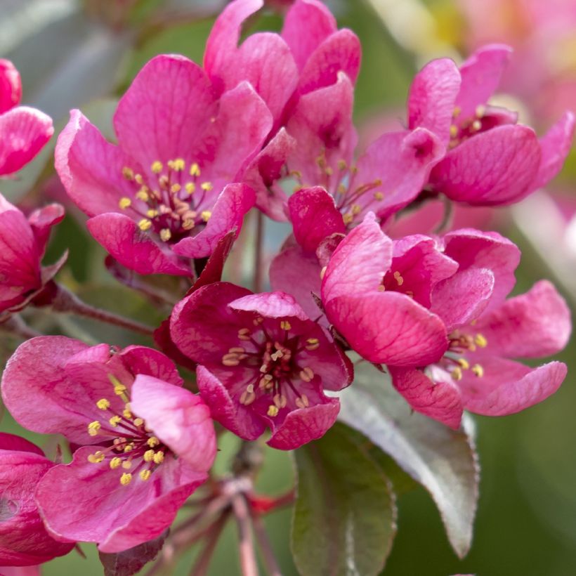 Malus Apollo - Pommier d'ornement (Floraison)