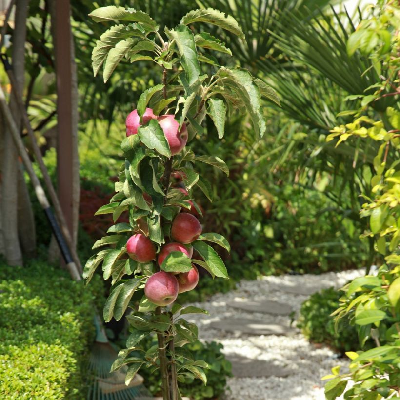 Malus Apollo - Pommier d'ornement (Port)