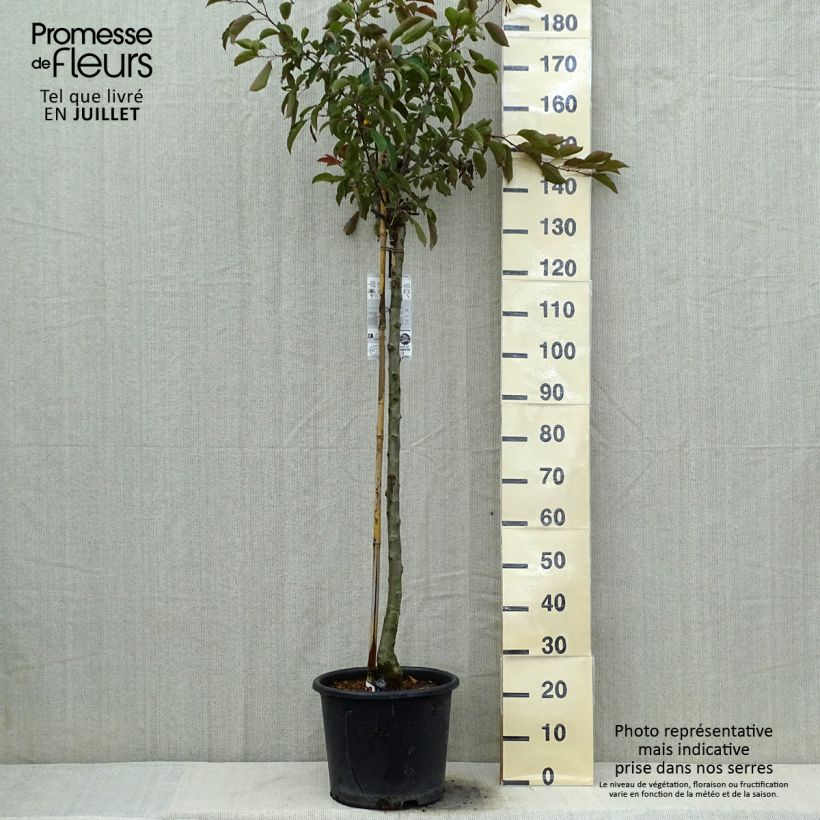 Spécimen de Pommier d'ornement - Malus Diable Rouge Pot de 12L/15L tel que livré en été