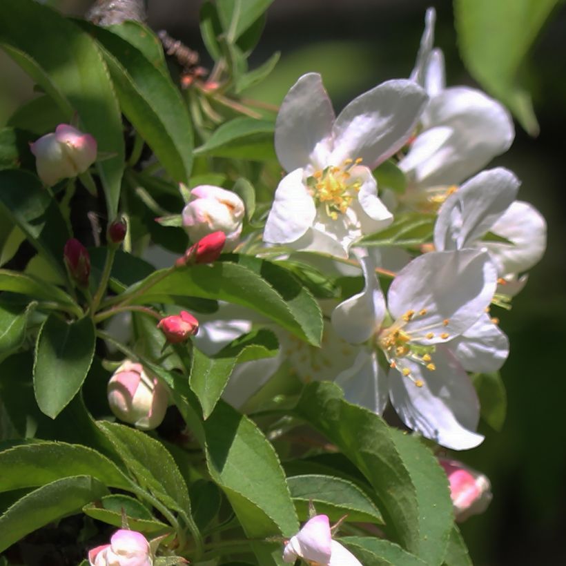 Pommier d'ornement - Malus Sugar Tyme (Floraison)