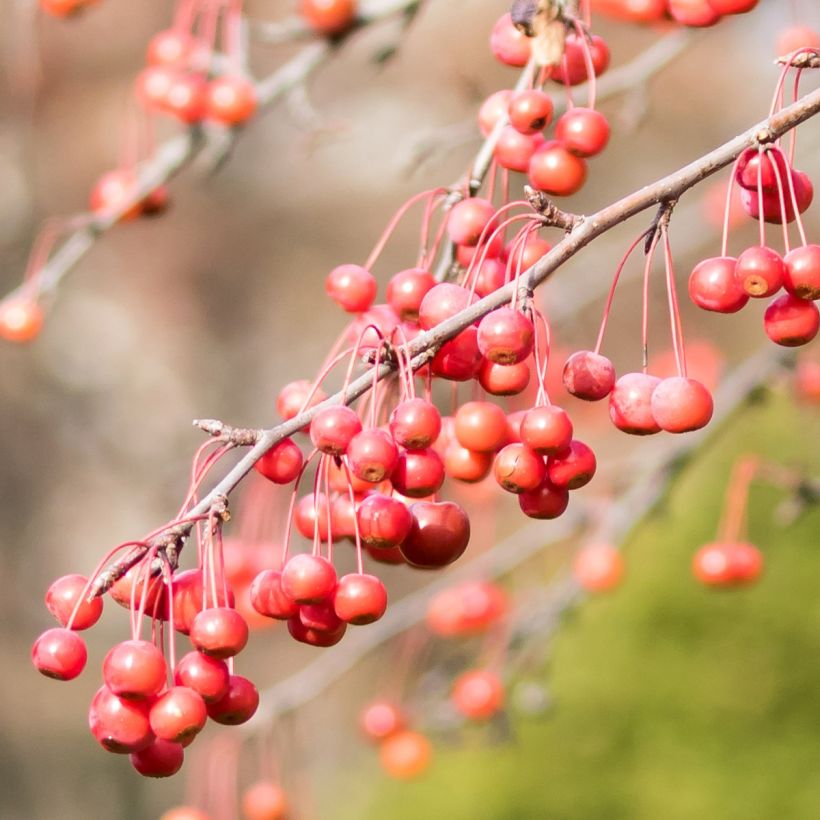 Pommier d'ornement - Malus Sugar Tyme (Récolte)