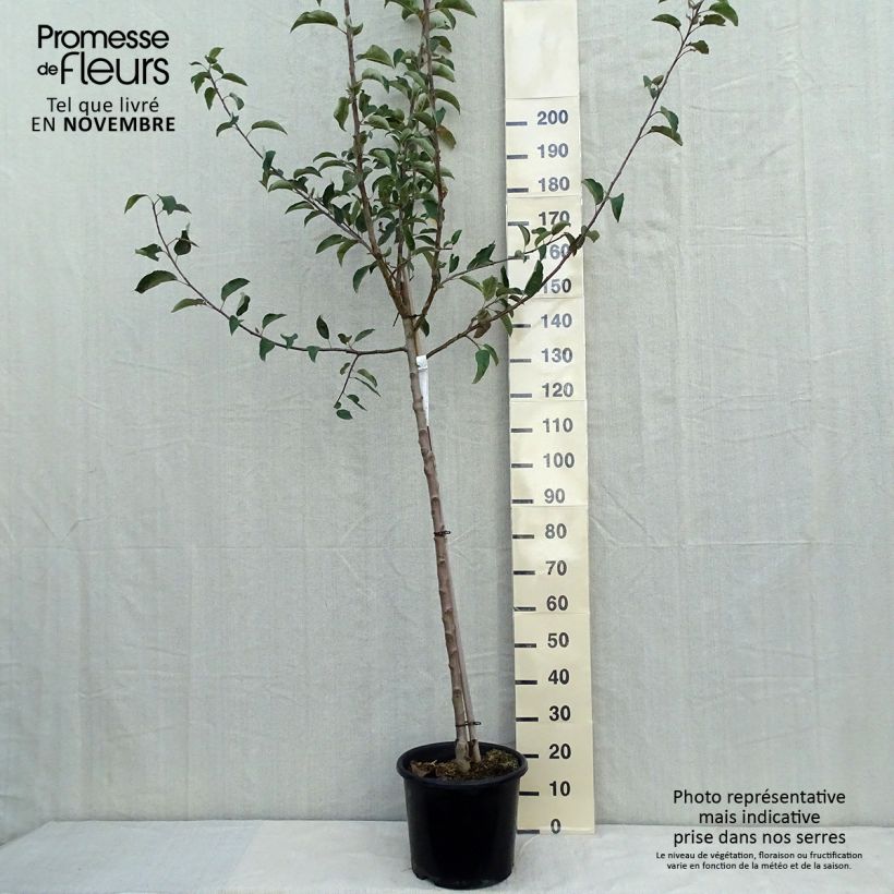 Spécimen de Pommier Belchard - Malus domestica Chanteclerc Pot de 12L/15L, Demi-Tige tel que livré en automne