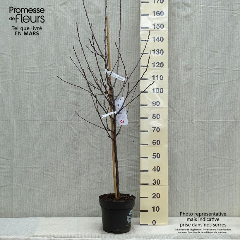Spécimen de Pommier - Malus domestica Braeburn Pot de 10L Gobelet tel que livré au printemps