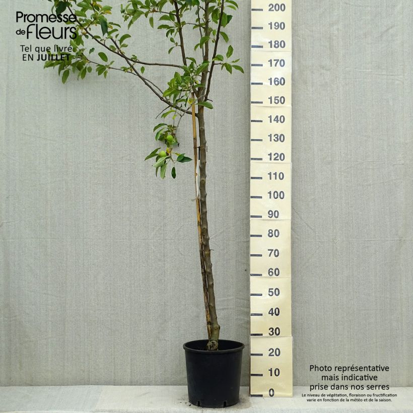Spécimen de Pommier Idared - Malus domestica Pot de 12L/15L, Demi-Tige tel que livré en été