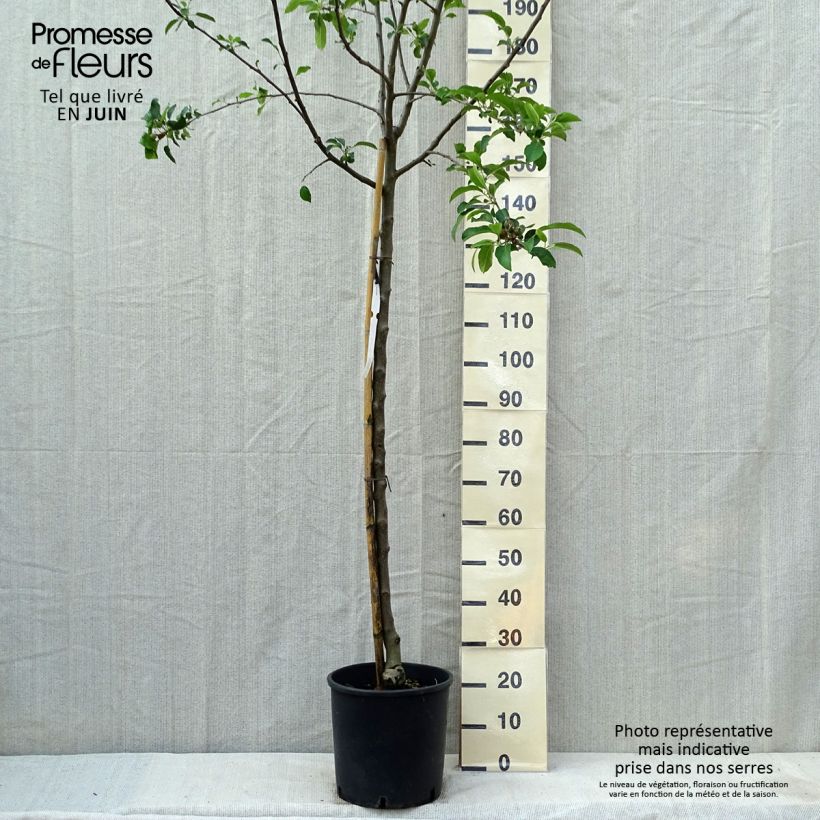 Spécimen de Pommier Idared - Malus domestica Pot de 12L/15L, Demi-TigeHauteur livrée env. 200/220cm tel que livré au printemps