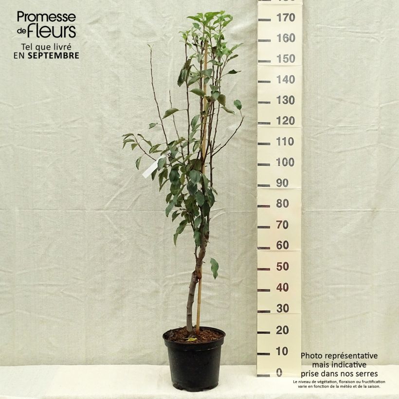 Spécimen de Pommier Museau de Lièvre Pot de 7,5L/10L, Gobelet tel que livré en automne