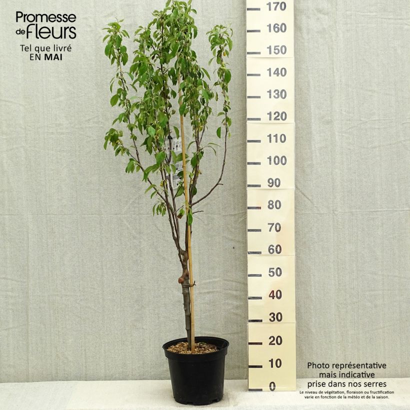 Spécimen de Pommier Museau de Lièvre Pot de 7,5L/10L tel que livré au printemps