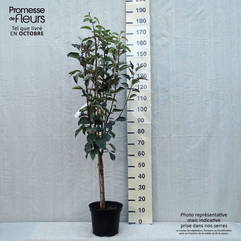 Spécimen de Pommier Patte de Loup Pot de 7,5L/10L tel que livré en automne