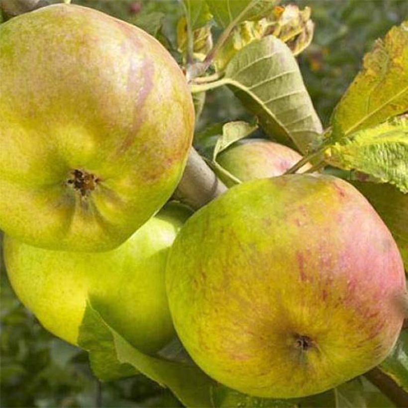 Pommier Rambour d'Hiver  (Récolte)