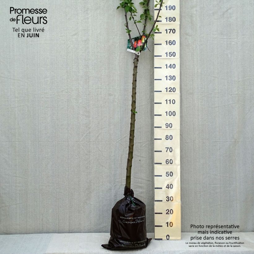 Spécimen de Pommier Rambour d'Hiver - Georges Delbard Demi-tige en motte pret-a-planter tel que livré au printemps
