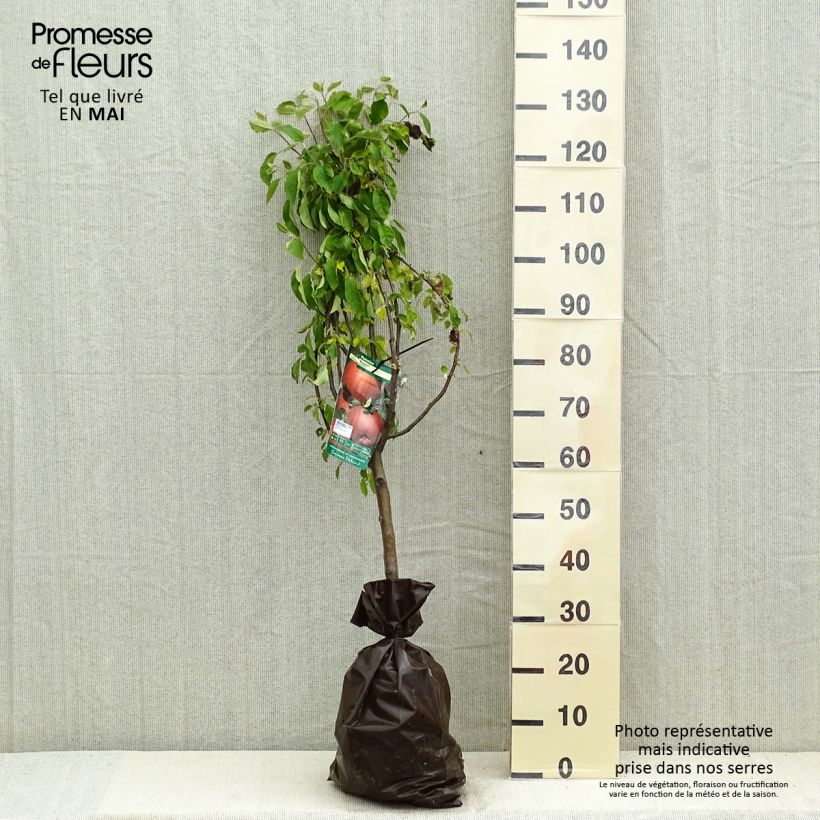 Spécimen de Pommier Regali - Georges Delbard Motte Prêt-à-planter tel que livré au printemps