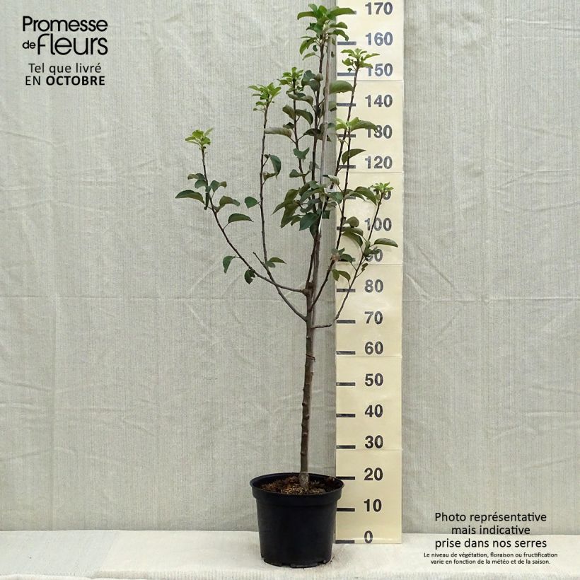 Spécimen de Pommier Reine des Reinettes Pot de 7,5L/10L, Gobelet tel que livré en automne