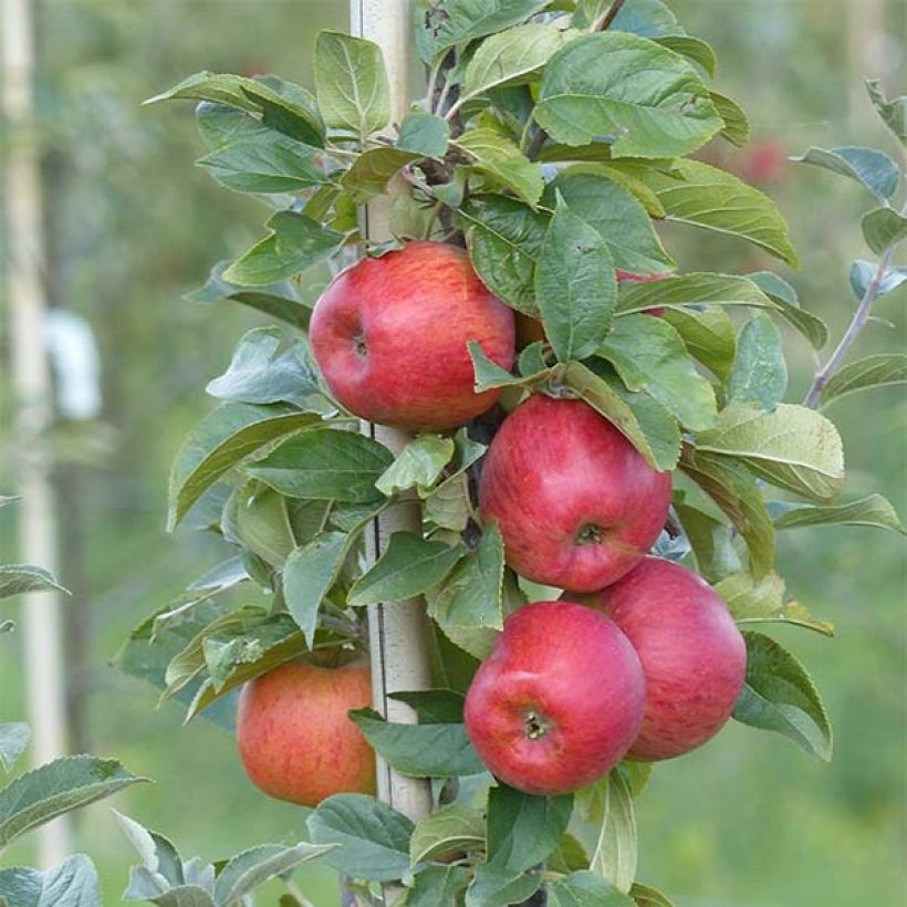 Pommier Reine des Reinettes (Récolte)