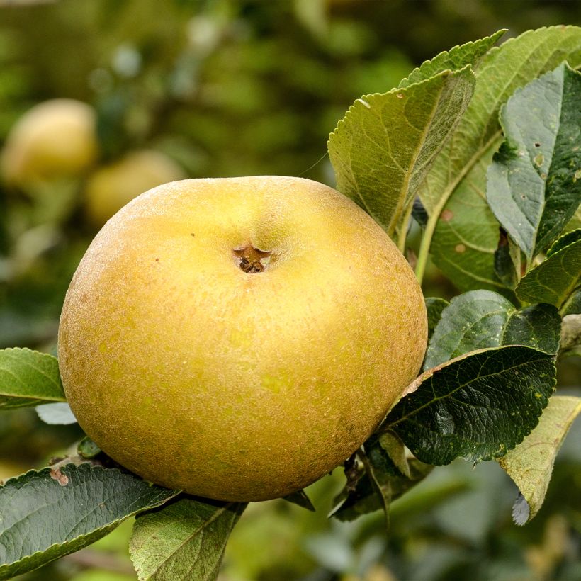 Pommier Reinette Blanche du Canada (Récolte)