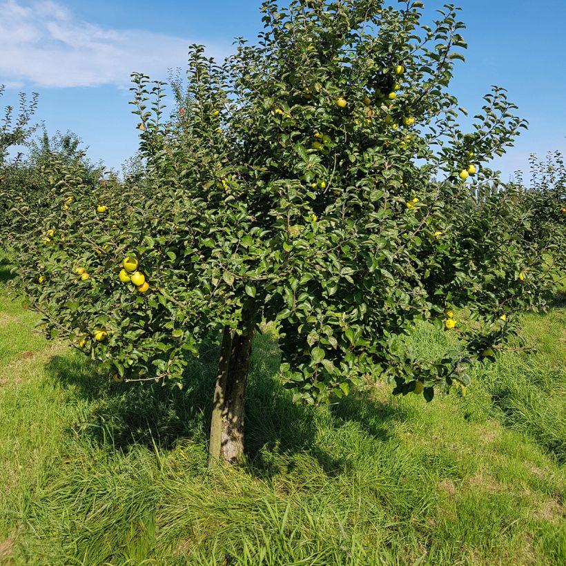 Pommier Reinette Blanche du Canada (Port)