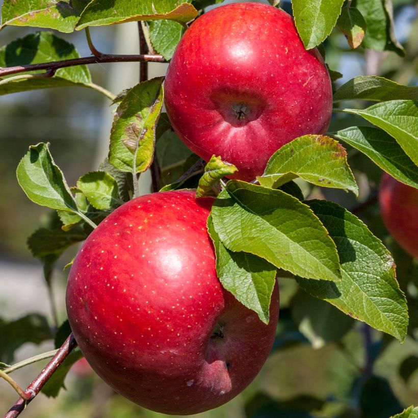 Pommier Reinette Etoilée - Sterappel (Récolte)