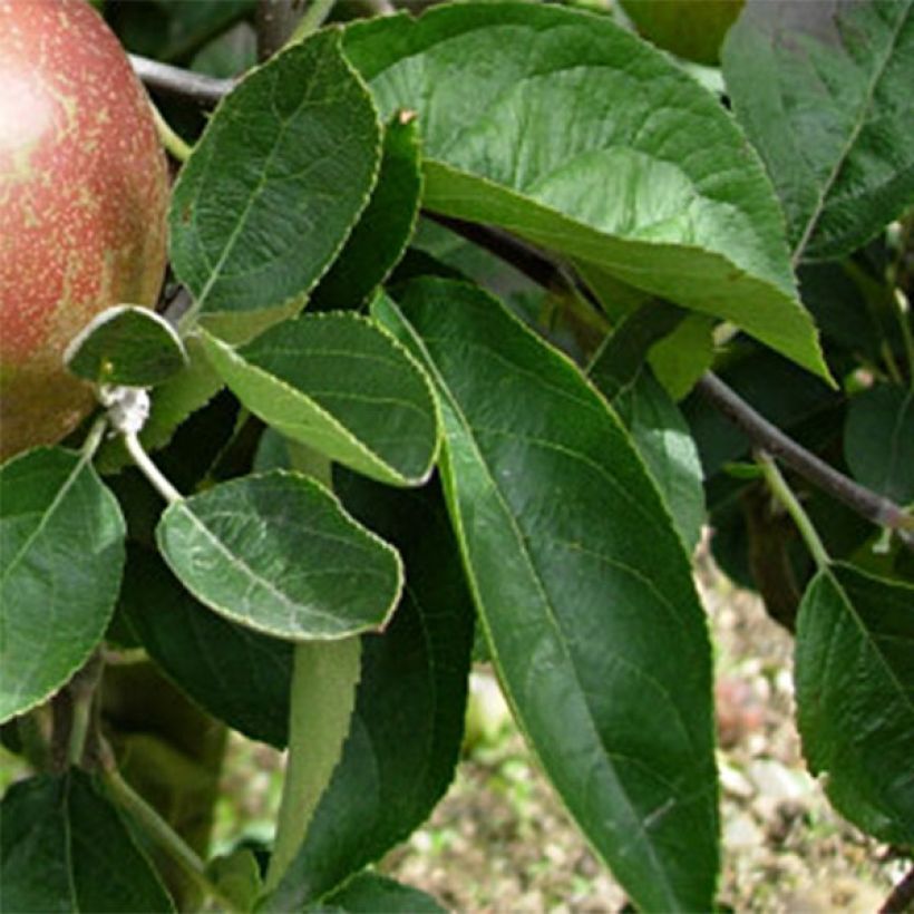 Pommier Reinette d'Armorique (Feuillage)