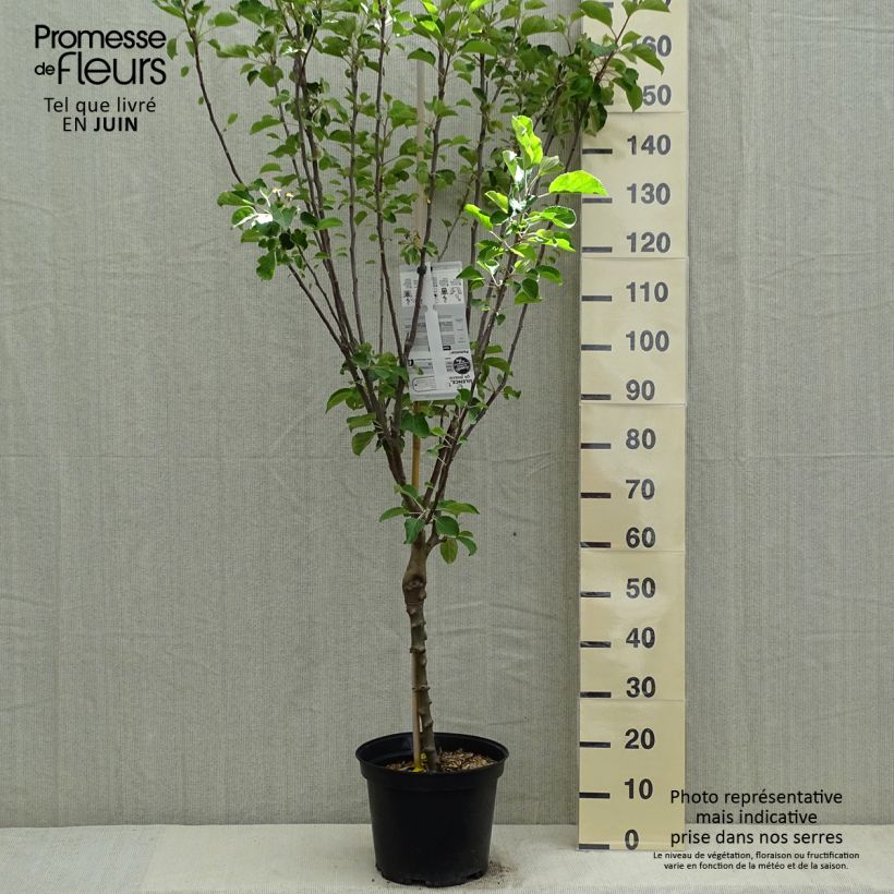 Spécimen de Pommier Reinette de Caux Pot de 7,5L/10L tel que livré au printemps