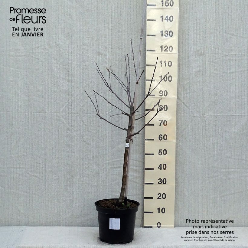 Spécimen de Pommier Reinette grise du Canada Pot de 7,5L/10L, Gobelet tel que livré en hiver
