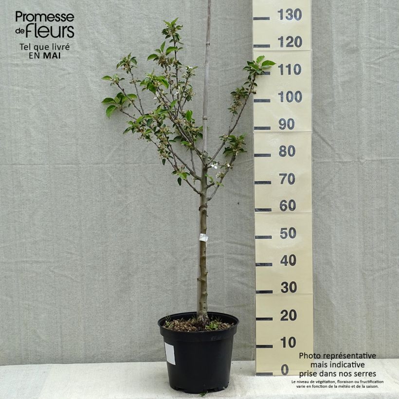 Spécimen de Pommier Reinette grise du Canada - Gobelet en pot de 10L tel que livré au printemps