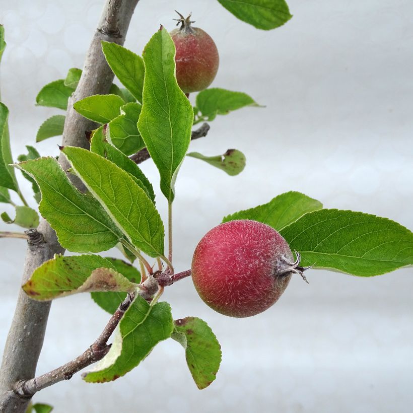 Pommier Royal Gala (Feuillage)