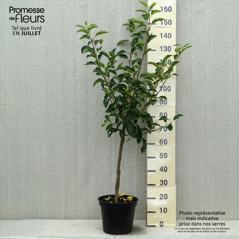 Spécimen de Pommier Royal Gala Pot de 7,5L/10L, Gobelet tel que livré en été