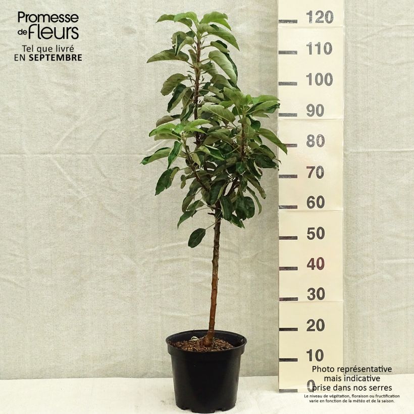 Spécimen de Pommier colonnaire Sonate Pot de 7,5L/10L, ColonnaireHauteur livrée env. 70/100cm tel que livré en automne