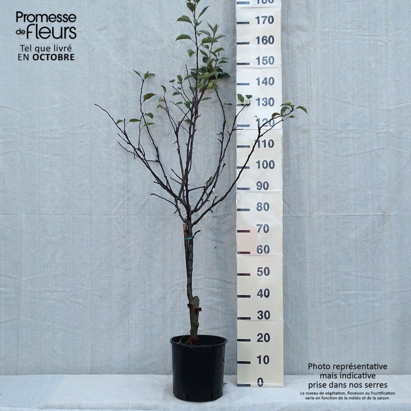 Spécimen de Pommier Starking Delicious Demi-tige Pot de 10L tel que livré en automne