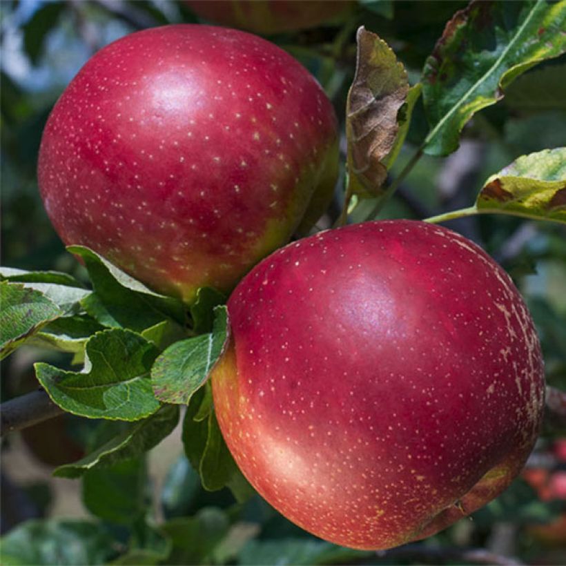 Pommier Summerred (Récolte)