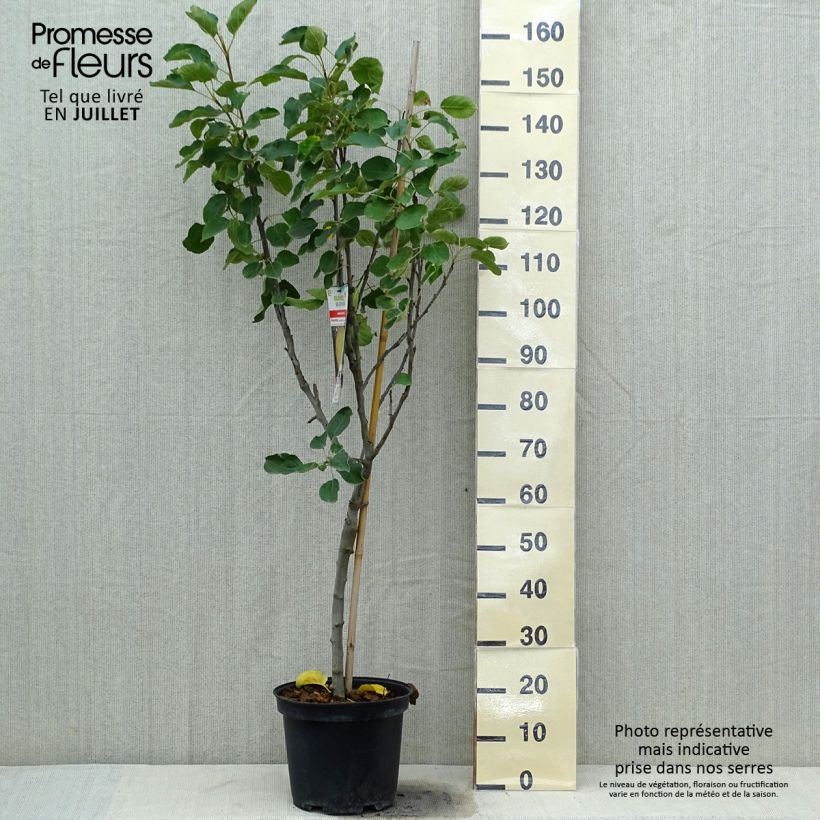 Spécimen de Pommier Transparente de Croncels Pot de 7,5L/10L, Gobelet tel que livré en été
