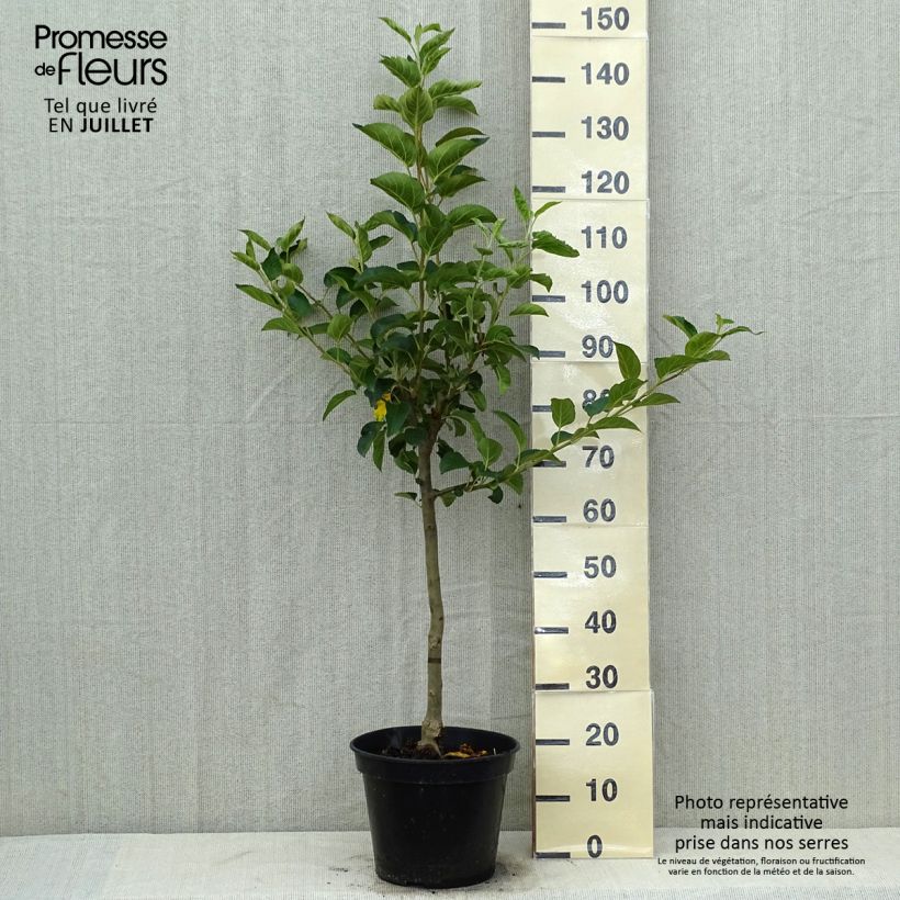 Spécimen de Pommier Winter Banana Pot de 7,5L/10L, Gobelet tel que livré en été