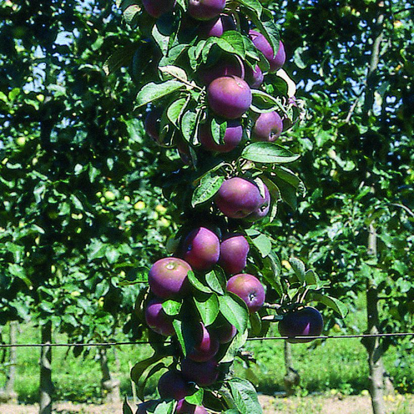 Pommier colonnaire Chinon - Georges Delbard (Récolte)