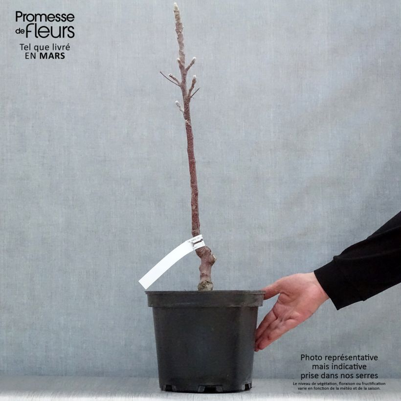 Spécimen de Pommier colonnaire Rhapsodie Pot de 7L tel que livré au printemps