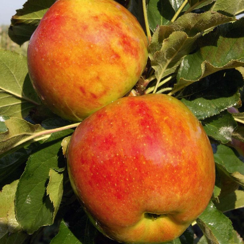 Pommier colonnaire Rondo (Récolte)