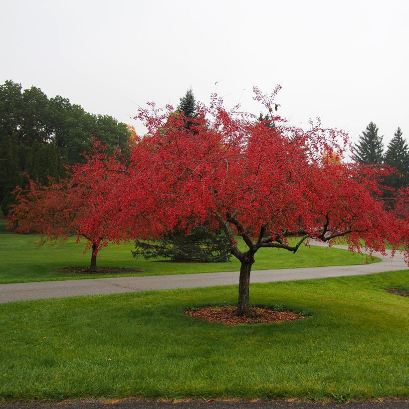 Malus Indian Magic - Pommier d'ornement (Port)