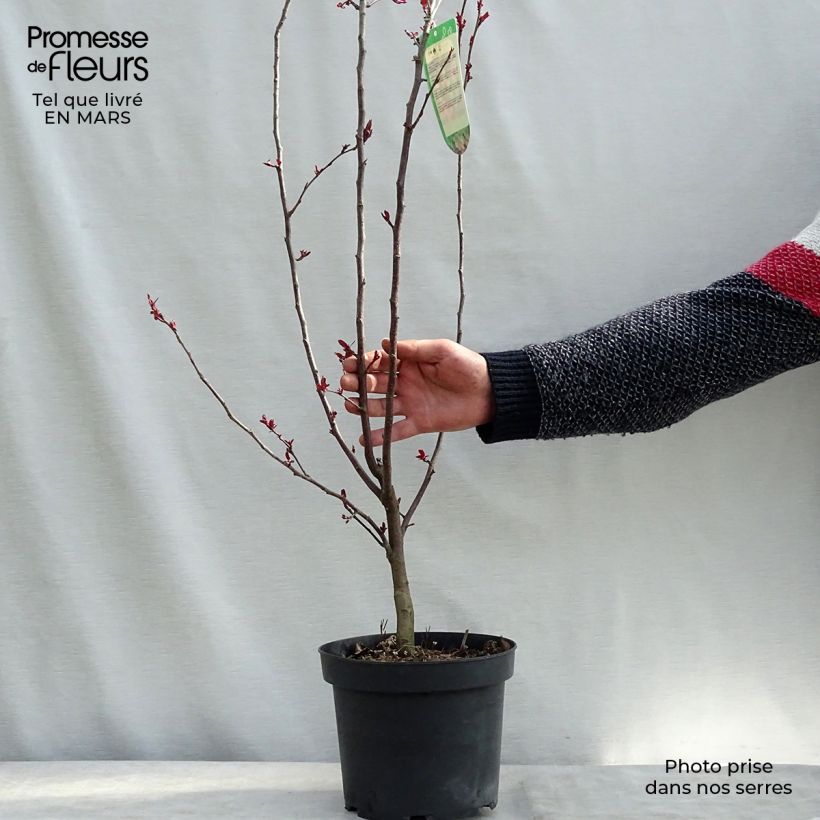 Spécimen de Pommier d'ornement - Malus Liset Pot de 7.5L/10/ tel que livré au printemps