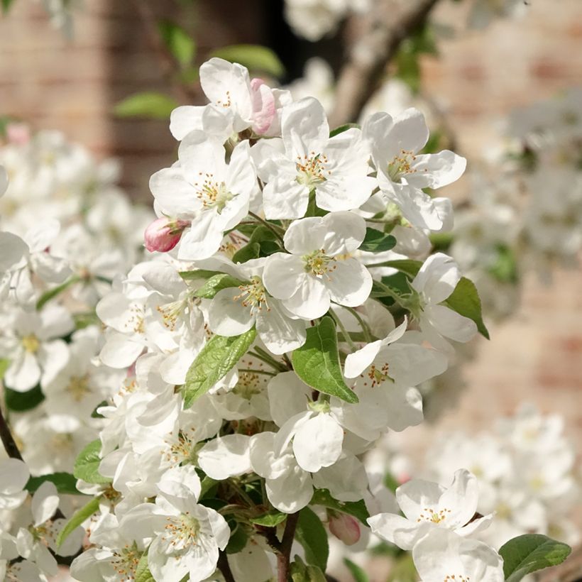 Pommier d'ornement - Malus Perpetu Evereste (Floraison)