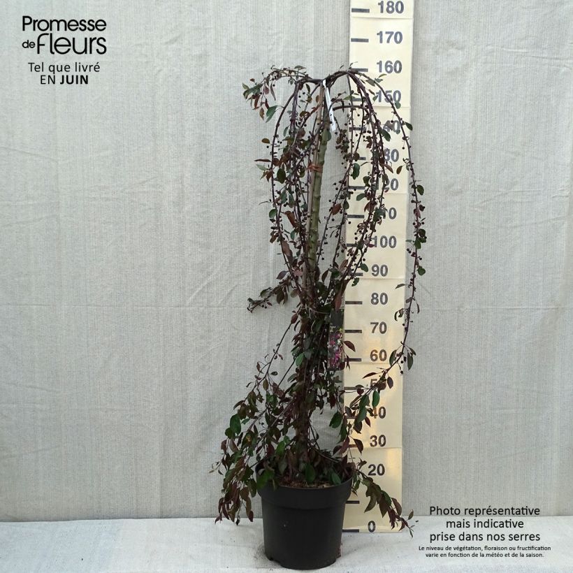 Spécimen de Pommier d'ornement - Malus Royal Beauty tel que livré en ete