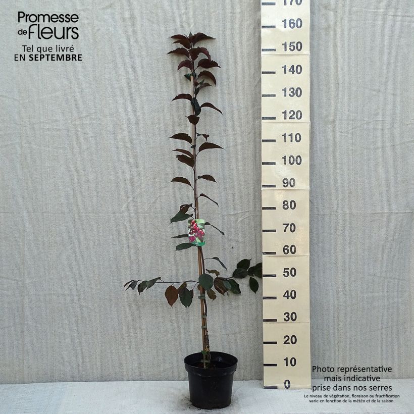 Spécimen de Pommier d'ornement - Malus Royalty Pot de 4L/5L tel que livré en été